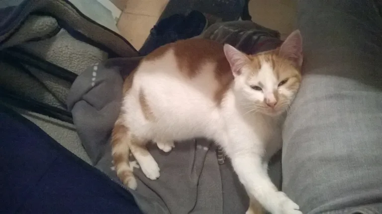 Chat trouvé