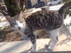 Chat trouvé Européen