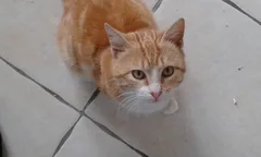 Chat trouvé Européen