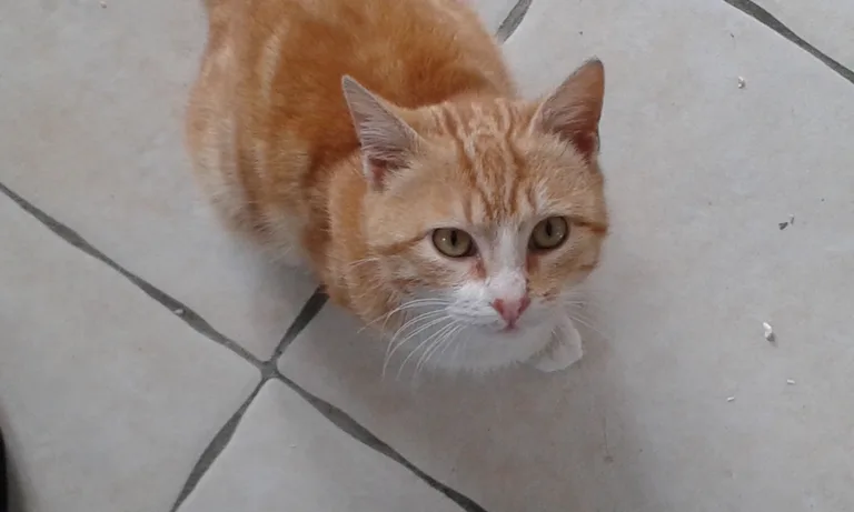 Chat trouvé