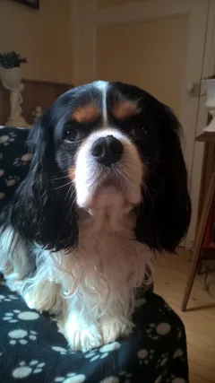 Chien perdu Cavalier King Charles