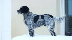 Chien perdu Setter Anglais