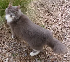 Chat perdu Persan