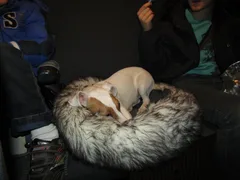 Chien perdu Jack-Russell-Terrier