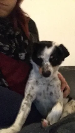 Chien trouvé Croisé