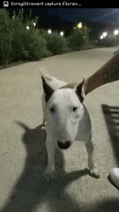 Chien perdu Bull Terrier