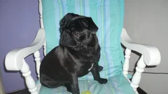 Chien perdu Carlin