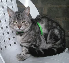Chat trouvé Européen