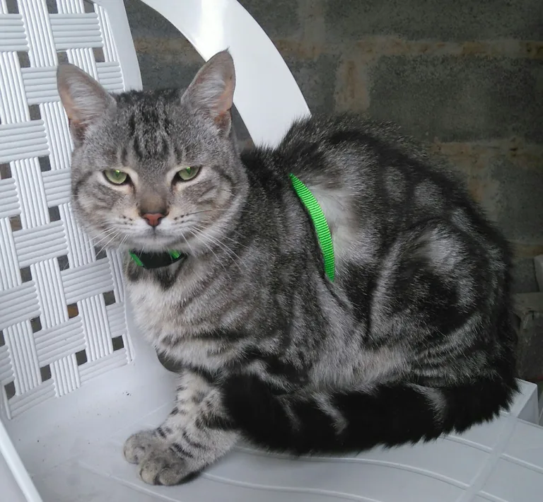 Chat trouvé