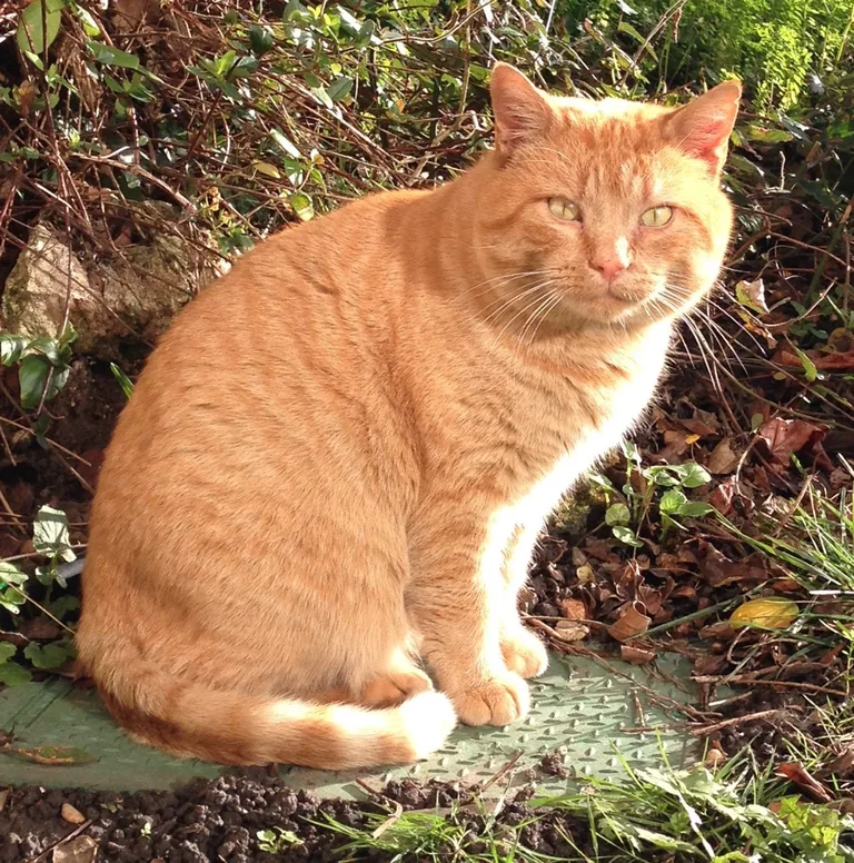 Chat trouvé