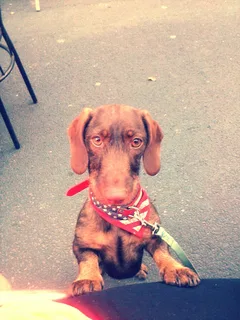 Chien perdu Teckel