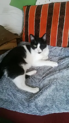 Chat perdu Européen