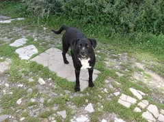 Chien perdu Griffon Belge