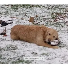 Chien perdu Griffon Belge