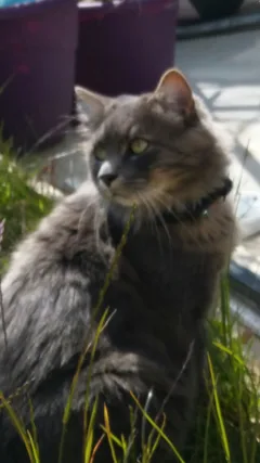 Chat perdu Européen