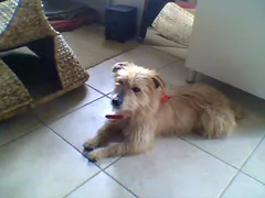 Chien trouvé Cairn Terrier