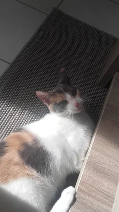 Chat perdu Européen