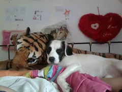 Chien perdu Epagneul Breton