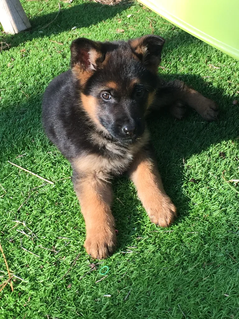 Maïa