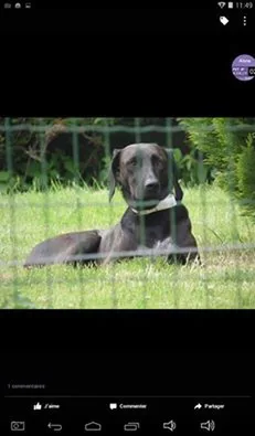 Chien perdu Braque Allemand