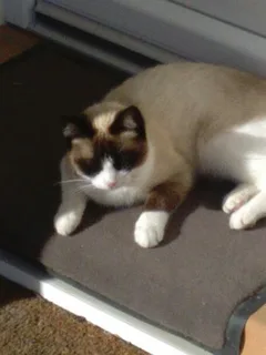 Chat perdu Européen
