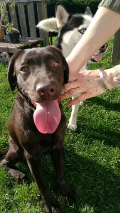Chien trouvé Labrador-Retriever