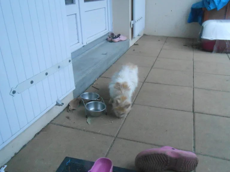 Chat trouvé