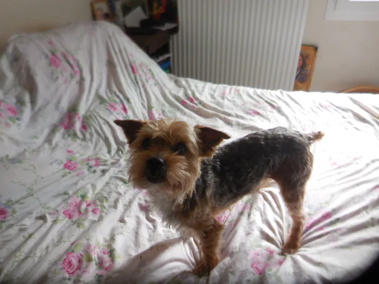 Chien trouvé