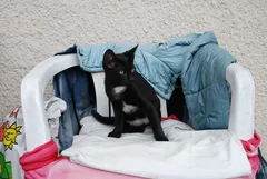Chat perdu Européen