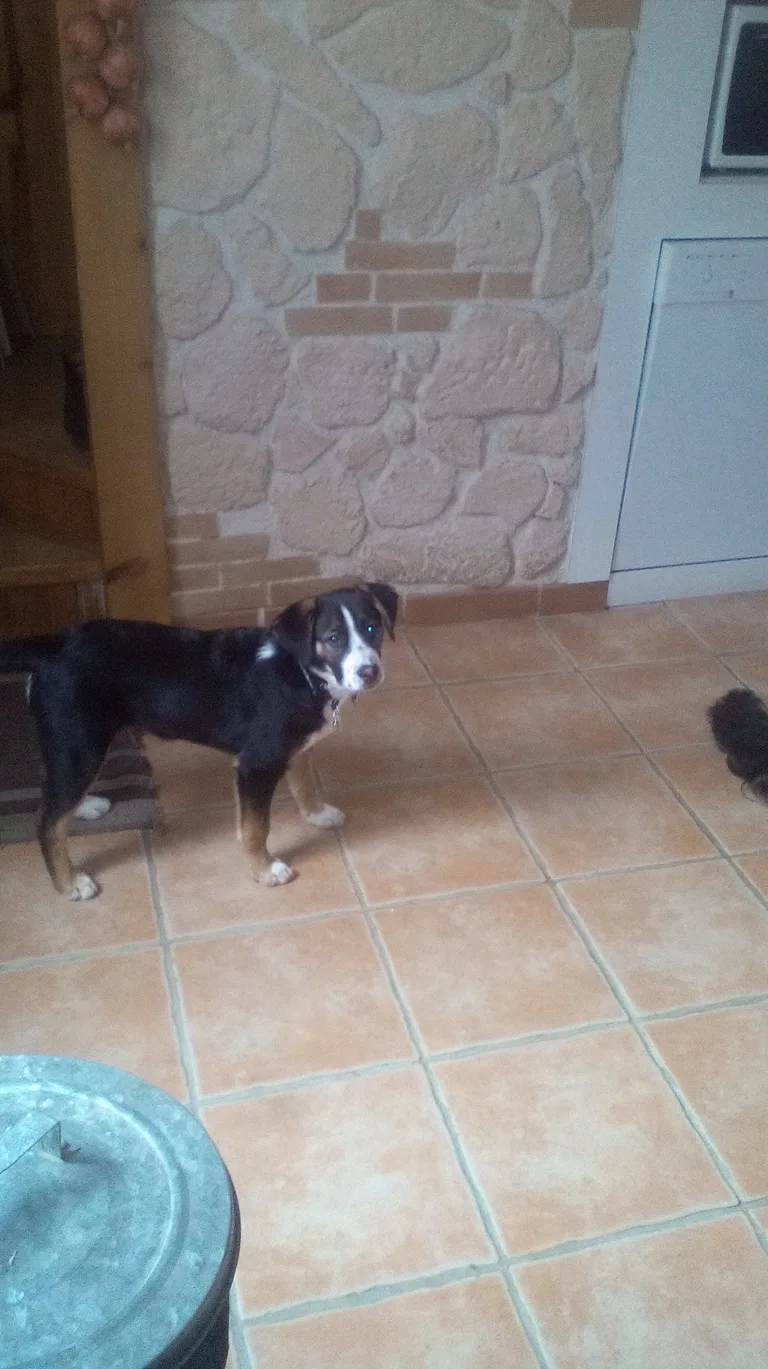 Pako