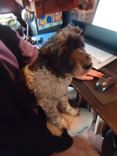 Chien trouvé Caniche