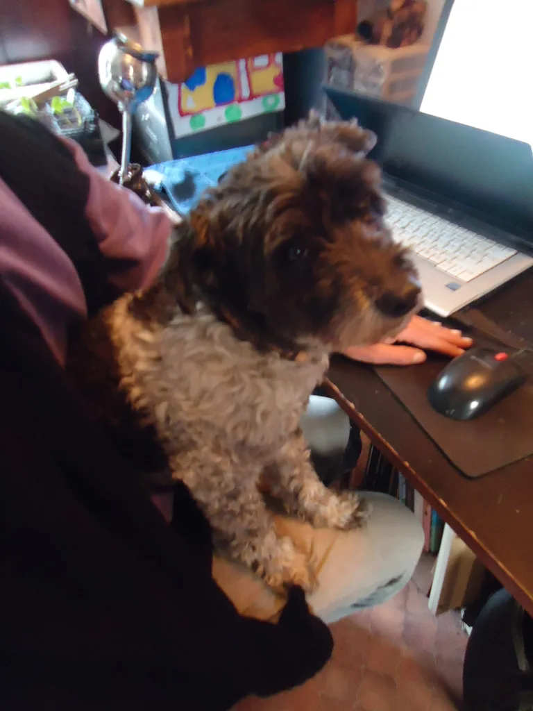 Chien trouvé
