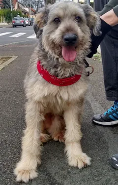 Chien perdu Berger des Pyrénées