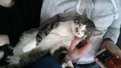 Chat perdu Européen
