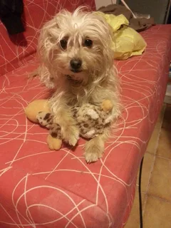 Chien perdu Croisé