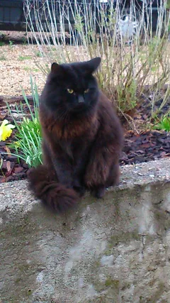 Chat trouvé Angora Turc