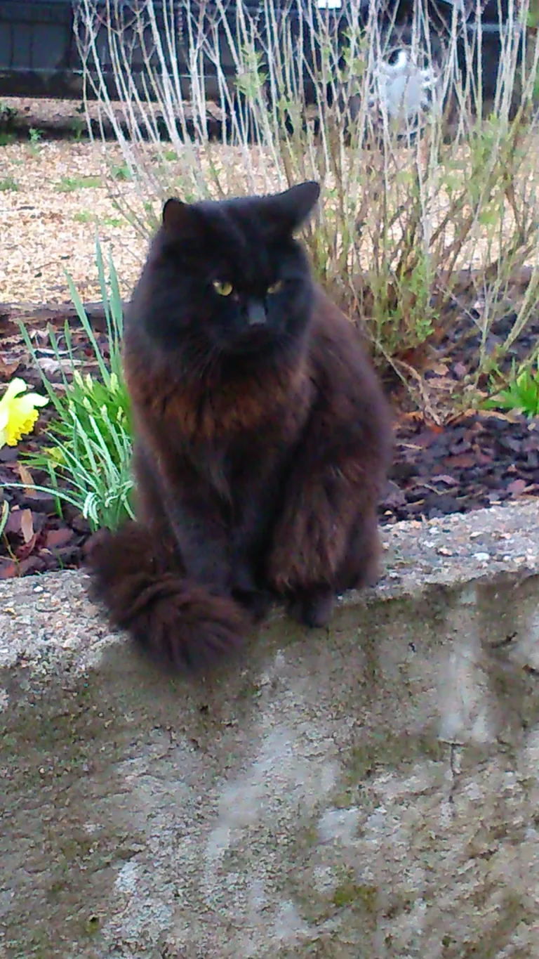 Chat trouvé