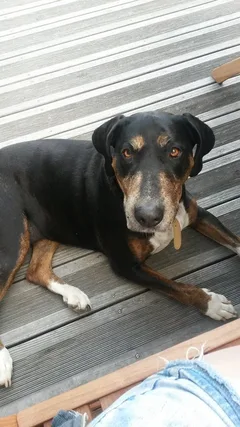 Chien perdu Croisé