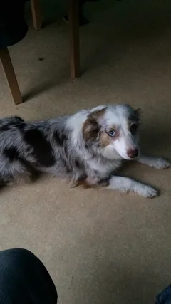 Chien perdu Berger Australien