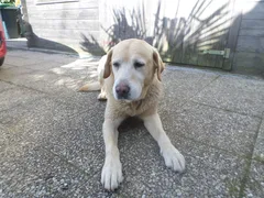 Chien trouvé Labrador-Retriever
