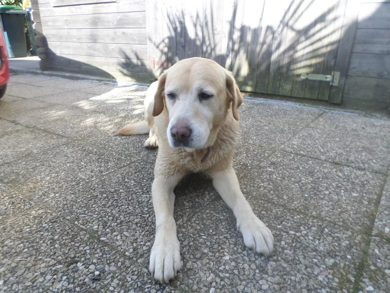 Chien trouvé
