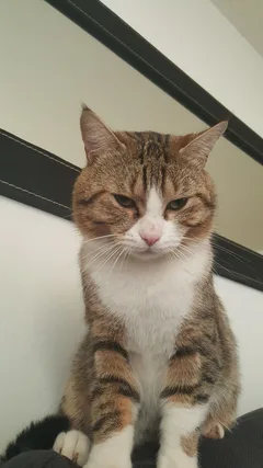 Chat perdu Européen