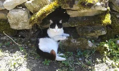 Chat perdu Européen
