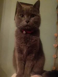 Chat perdu Bleu russe