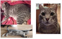 Chat perdu Européen