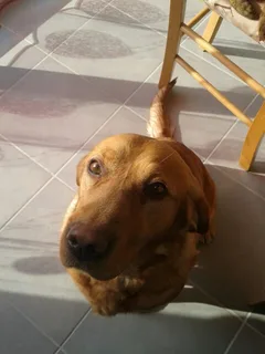Chien perdu Labrador-Retriever