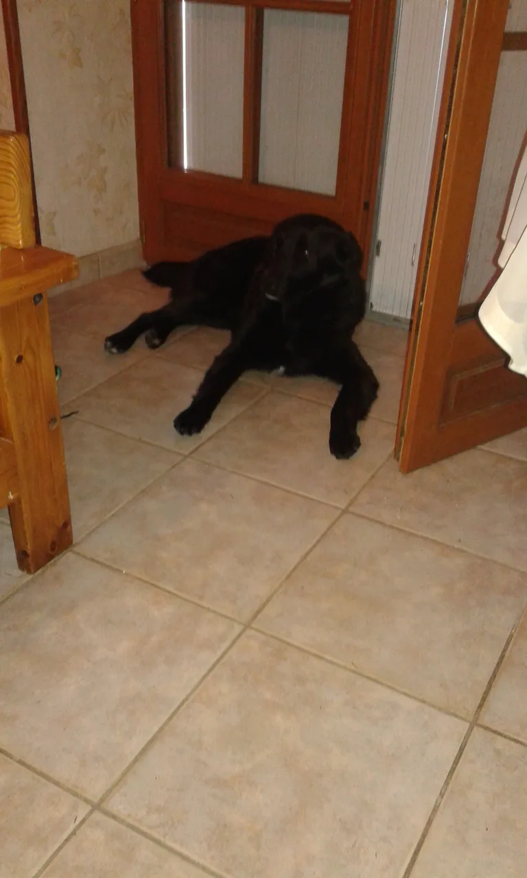 Chien trouvé