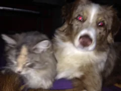 Chien perdu Berger Australien