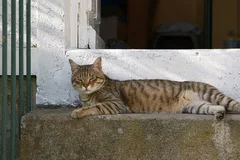 Chat perdu Européen