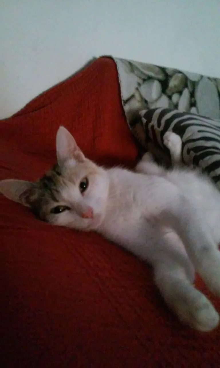 Bella